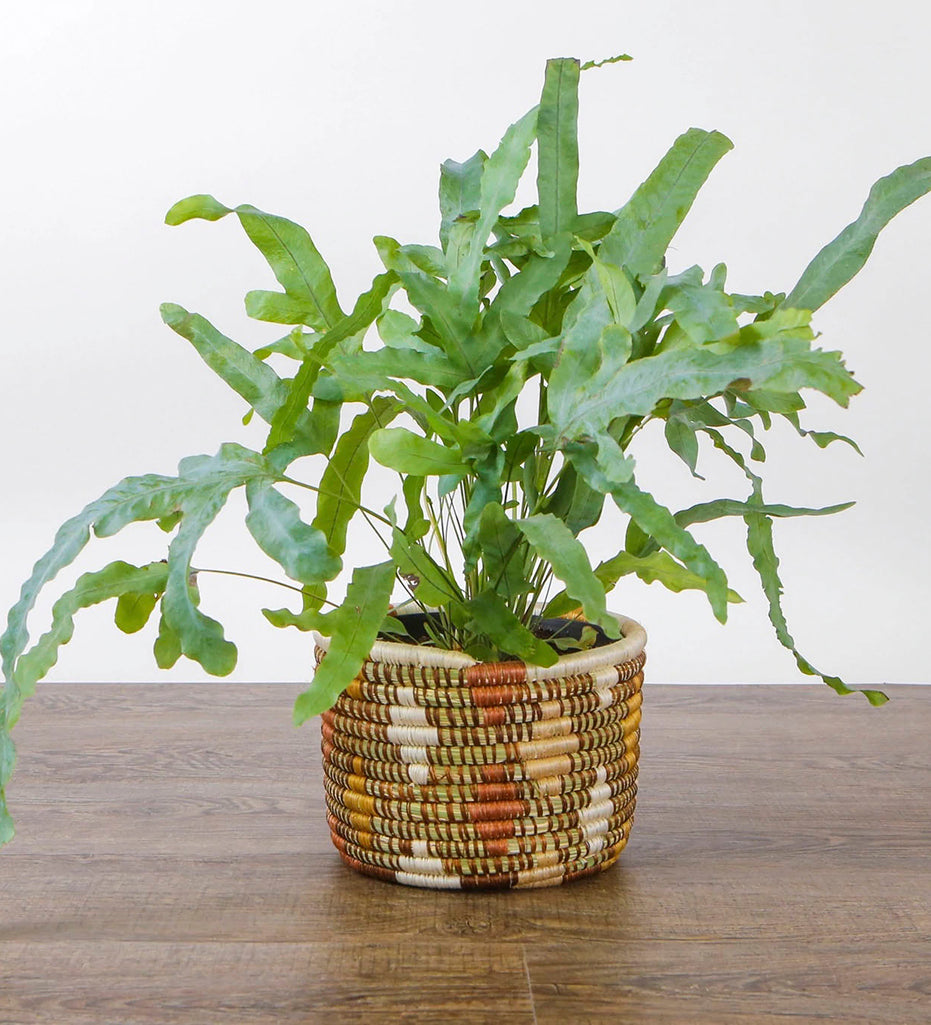 Shades of Sand Dafina Tapered Planter